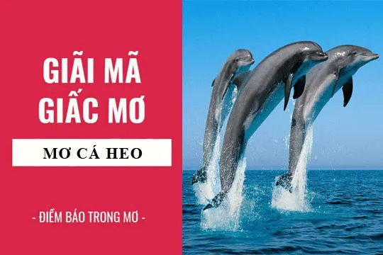 Giải mã giấc mơ thấy cá heo – Ý nghĩa và con số may mắn 
